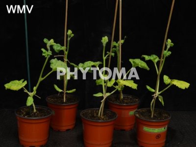 Watermelon mosaic virus (WMV) y CYSDV